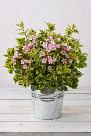 Krzewuszka cudowna 'Kolmagino Magical Rainbow' | Weigela florida