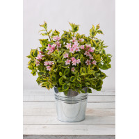 Krzewuszka cudowna 'Kolmagino Magical Rainbow' | Weigela florida