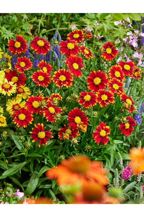Nachyłek wielkokwiatowy 'Uptick Red' | Coreopsis grandiflora