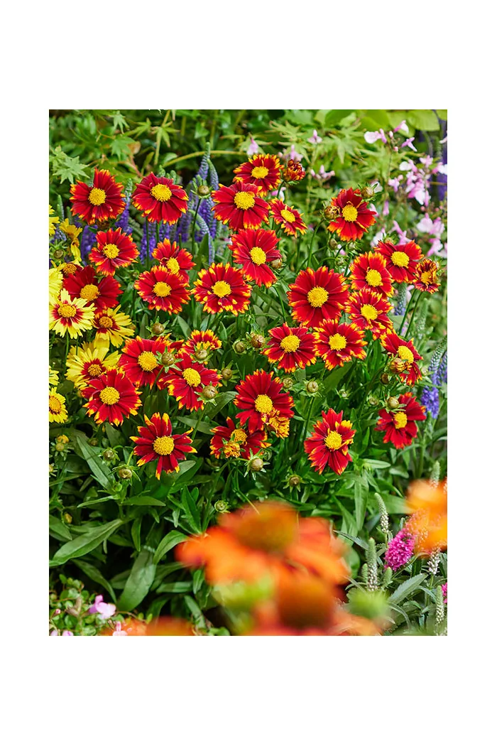Nachyłek wielkokwiatowy 'Uptick Red' | Coreopsis grandiflora