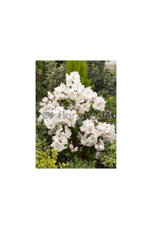 Różanecznik Williamsa 'Gartendirektor Rieger' Rhododendron williamsianum