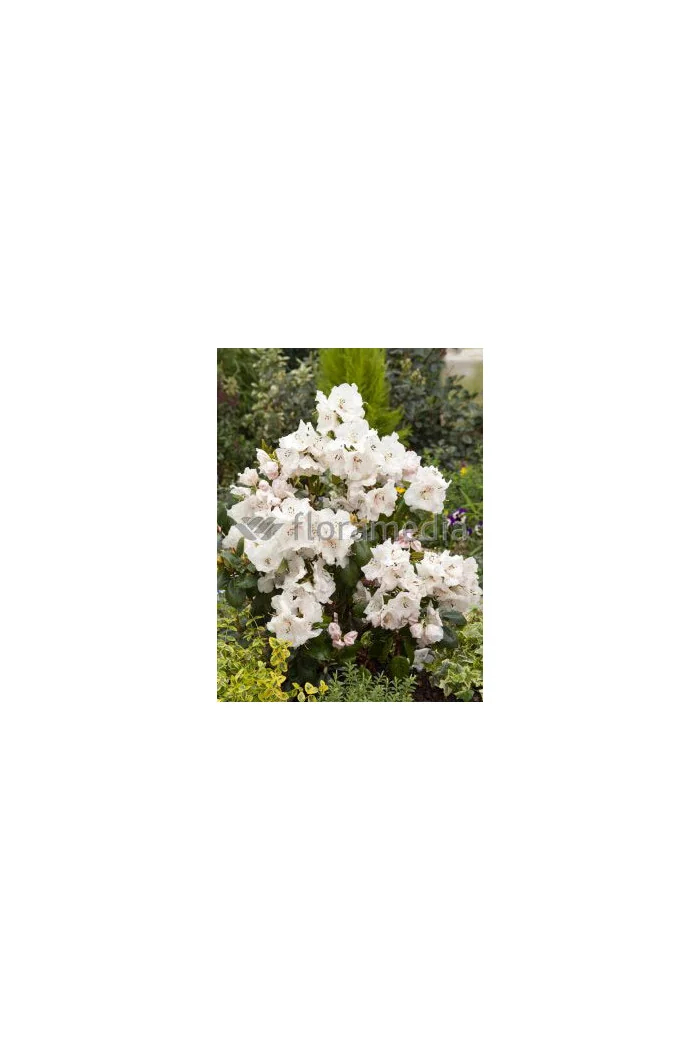 Różanecznik Williamsa 'Gartendirektor Rieger' Rhododendron williamsianum