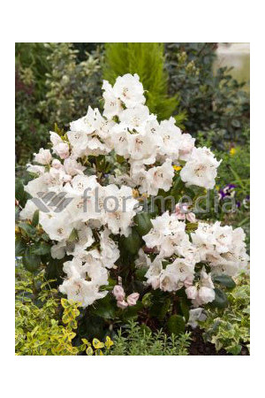 Różanecznik Williamsa 'Gartendirektor Rieger' Rhododendron williamsianum