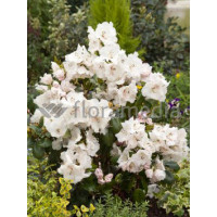 Różanecznik Williamsa 'Gartendirektor Rieger' Rhododendron williamsianum