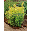 Berberys Thunberga 'Golden Rocket' | Berberis thunbergii
