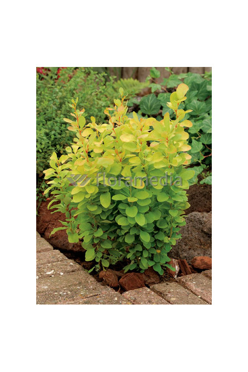 Berberys Thunberga 'Golden Rocket' | Berberis thunbergii