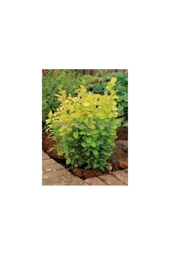 Berberys Thunberga 'Golden Rocket' | Berberis thunbergii