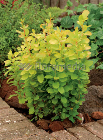 Berberys Thunberga 'Golden Rocket' | Berberis thunbergii