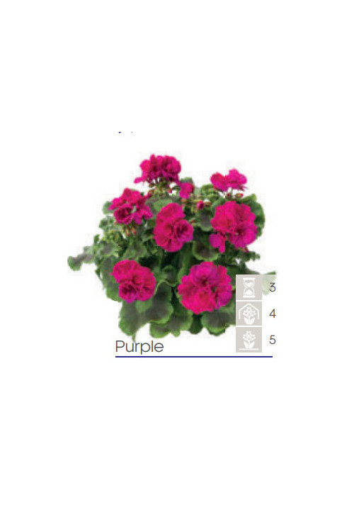 Pelargonia Calioppe 'Purple'
