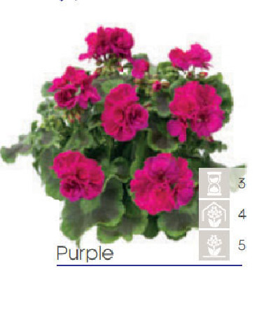 Pelargonia Calioppe 'Purple'