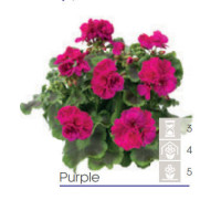 Pelargonia Calioppe 'Purple'