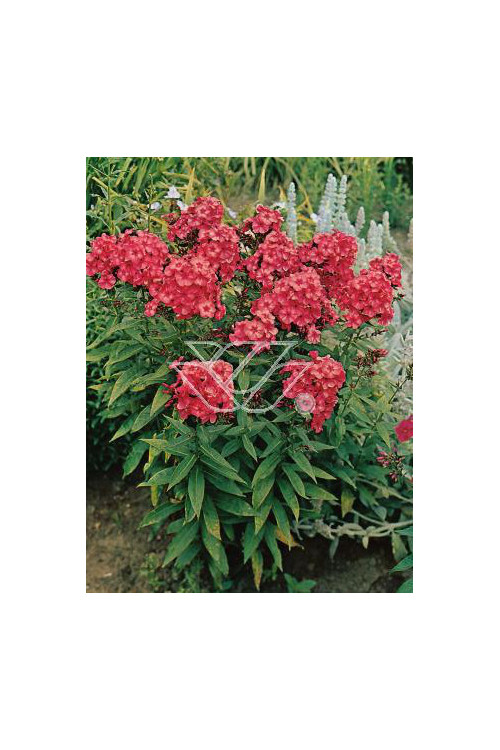 Floks wiechowaty 'Tequila Sunrise' | Phlox panniculata