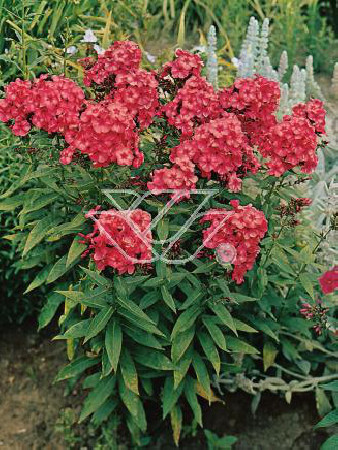 Floks wiechowaty 'Tequila Sunrise' | Phlox panniculata