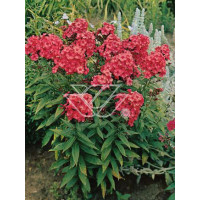 Floks wiechowaty 'Tequila Sunrise' | Phlox panniculata