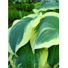 Funkia 'Earth Angel' | Hosta