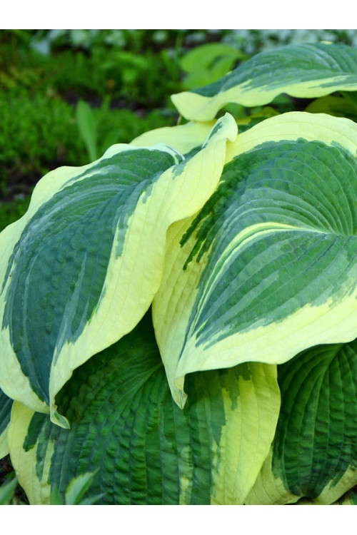 Funkia 'Earth Angel' | Hosta