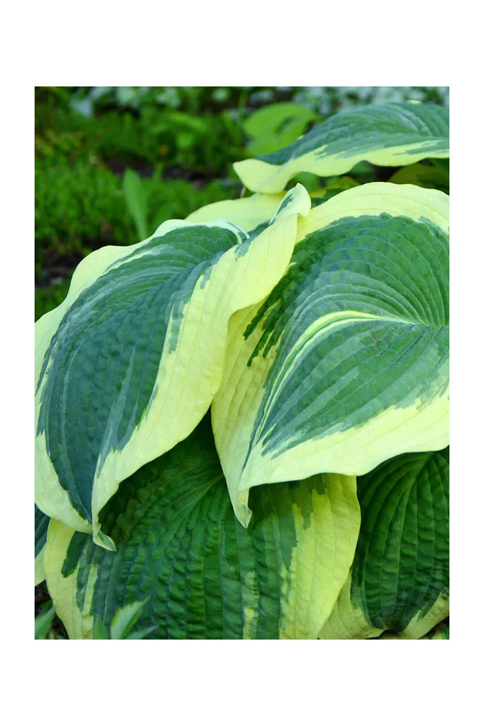 Funkia 'Earth Angel' | Hosta