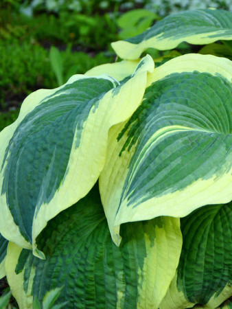 Funkia 'Earth Angel' | Hosta