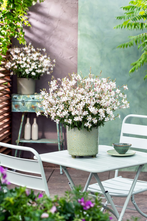 Gaura 'Gaudi White' | Gaura