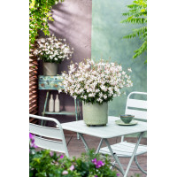 Gaura 'Gaudi White' | Gaura