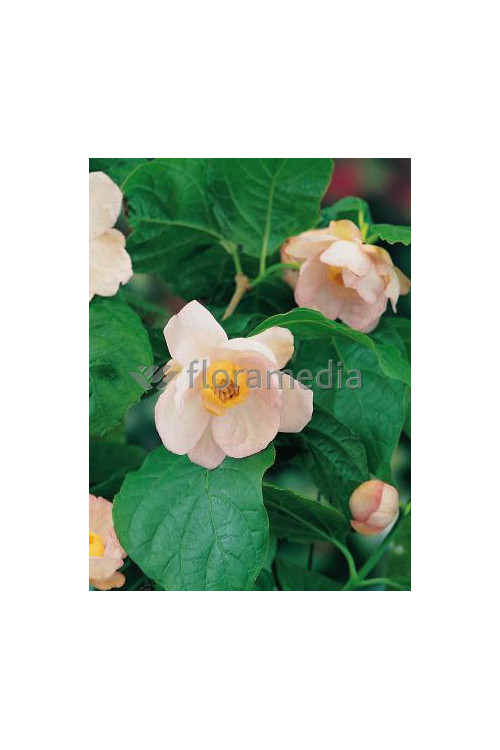 Kielichowiec chiński | Sinocalycanthus chinensis