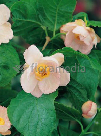 Kielichowiec chiński | Sinocalycanthus chinensis