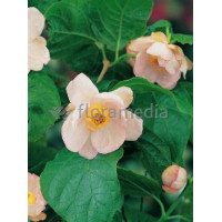 Kielichowiec chiński | Sinocalycanthus chinensis