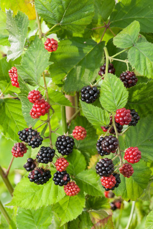 Jeżyna bezkolcowa 'Thornfree' | Rubus fruticosus