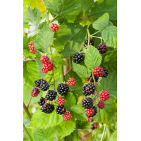 Jeżyna bezkolcowa 'Thornfree' | Rubus fruticosus