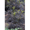 Bez czarny 'Black Lace' (Eva) | Sambucus nigra