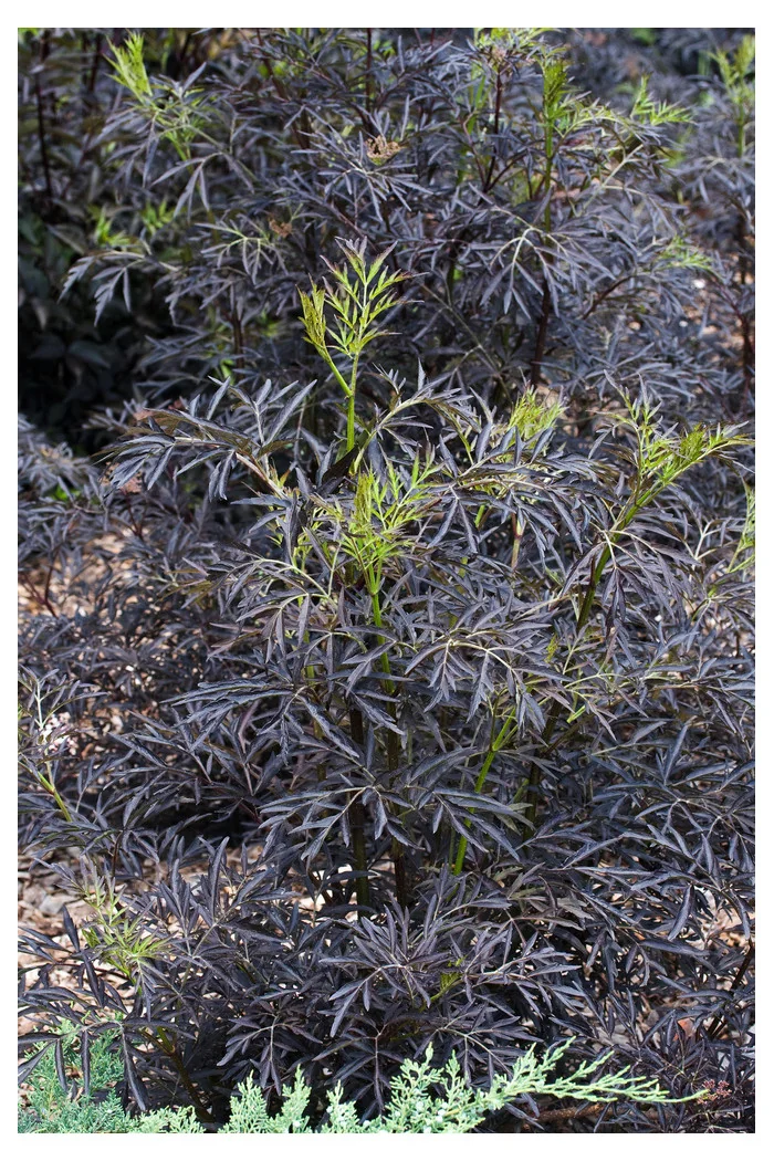 Bez czarny 'Black Lace' (Eva) | Sambucus nigra