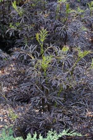 Bez czarny 'Black Lace' (Eva) | Sambucus nigra