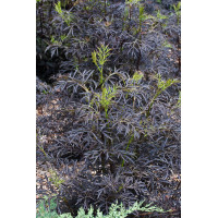 Bez czarny 'Black Lace' (Eva) | Sambucus nigra
