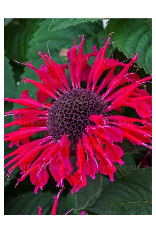 Pysznogłówka 'Bee Happy' | Monarda