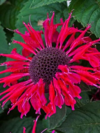 Pysznogłówka 'Bee Happy' | Monarda