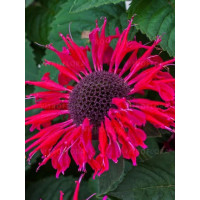 Pysznogłówka 'Bee Happy' | Monarda