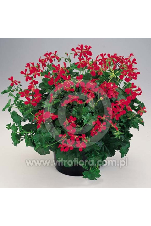 Pelargonia bluszczolistna 'VDP Red'