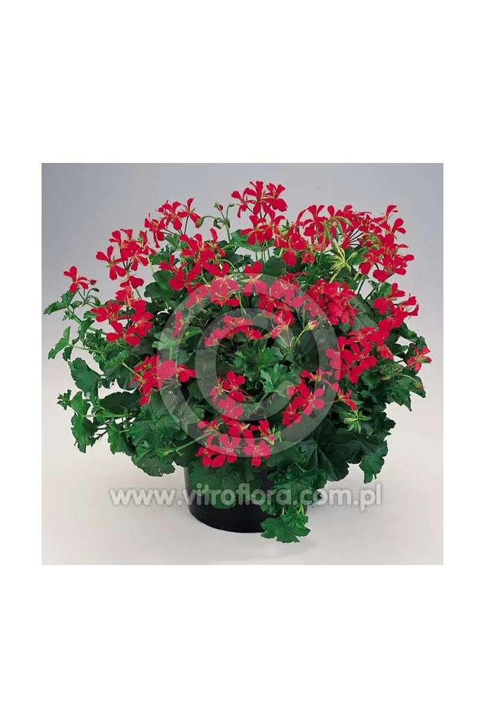 Pelargonia bluszczolistna 'VDP Red'