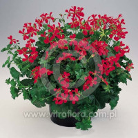 Pelargonia bluszczolistna 'VDP Red'