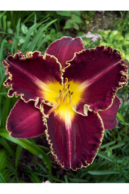 liliowiec, hemerocallis