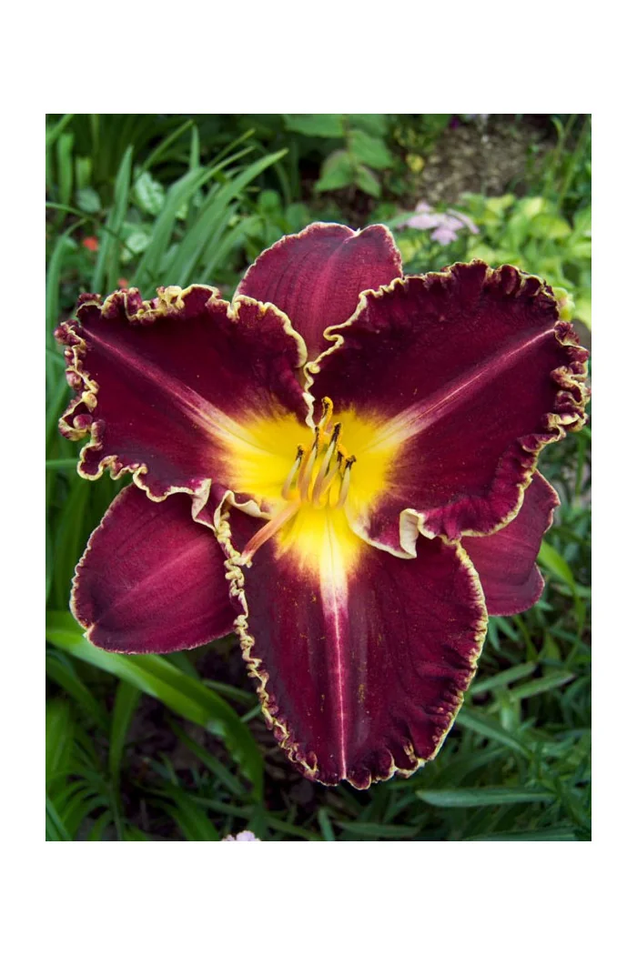 liliowiec, hemerocallis