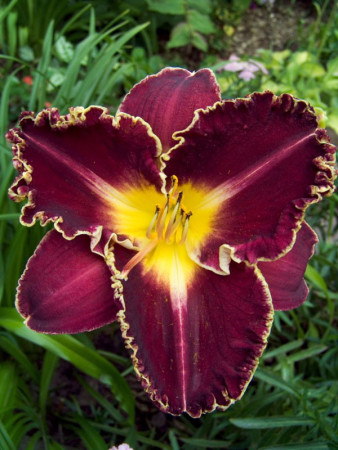 liliowiec, hemerocallis