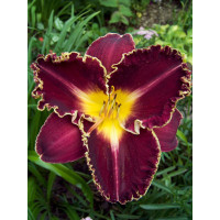 liliowiec, hemerocallis