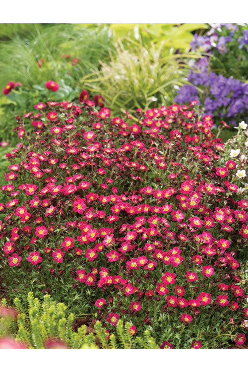 Skalnica arendsa 'Pixi Pan Red' | Saxifraga x arendsii