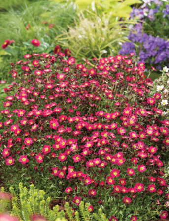 Skalnica arendsa 'Pixi Pan Red' | Saxifraga x arendsii