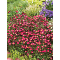 Skalnica arendsa 'Pixi Pan Red' | Saxifraga x arendsii