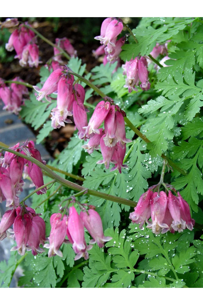 Serduszka piękna 'Luxuriant' | Dicentra formosa