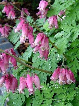 Serduszka piękna 'Luxuriant' | Dicentra formosa