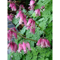 Serduszka piękna 'Luxuriant' | Dicentra formosa