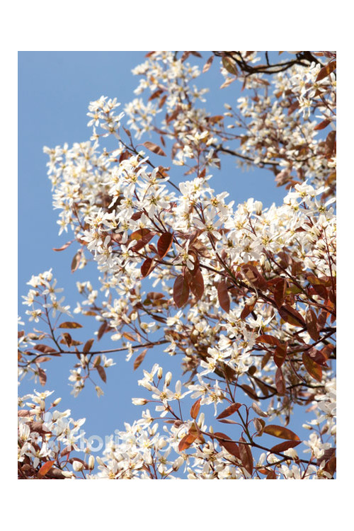Świdośliwa kanadyjska | Amelanchier lamarckii